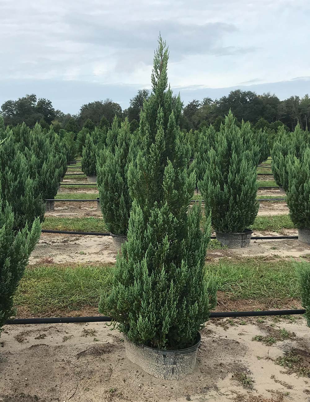 Hensley's Nursery – Florida's Finest Leyland Cypress Trees